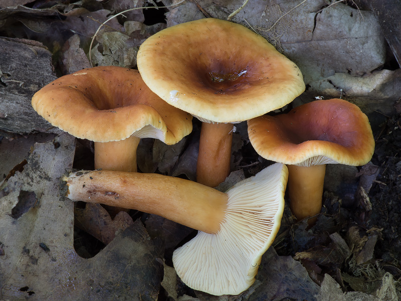 Lactarius fulvissimus